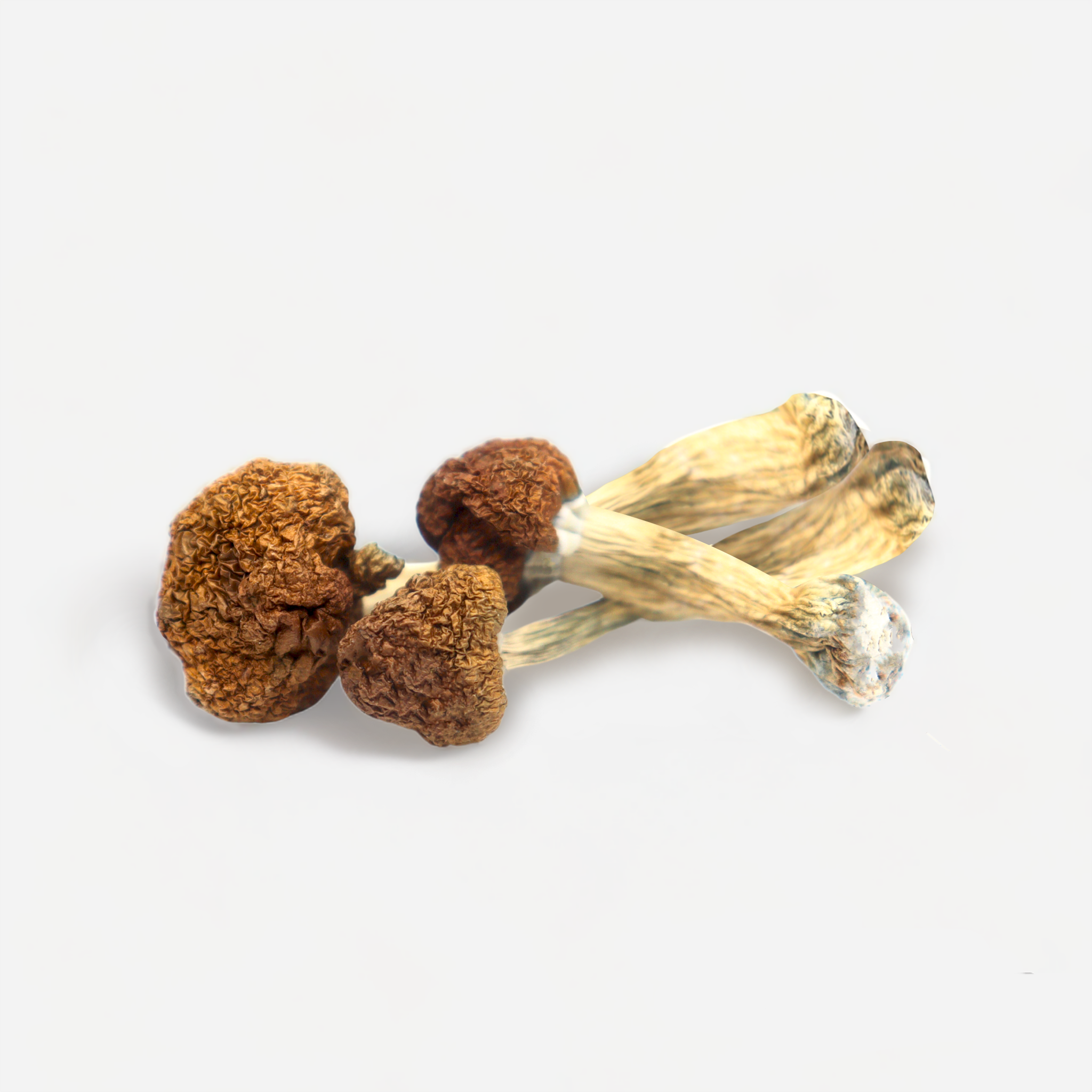 Vietnamese Magic Mushrooms - Bloom Supply